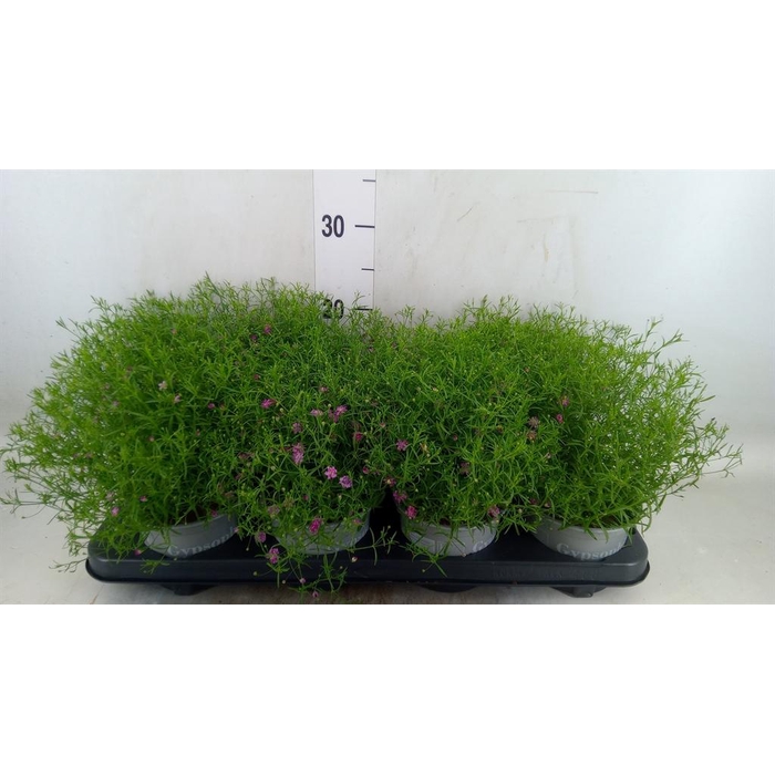 <h4>Gypsophila   ...</h4>