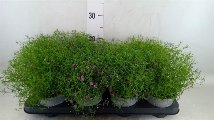 <h4>Gypsophila   ...</h4>