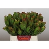 Leucadendron Laurel Yellow