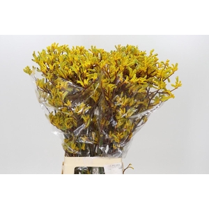 Anigozanthos Yellow Gem