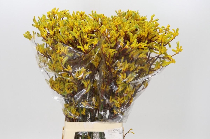 <h4>Anigozanthos Yellow Gem</h4>