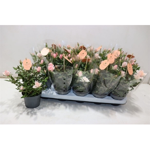 Ro Rosaroma Pink