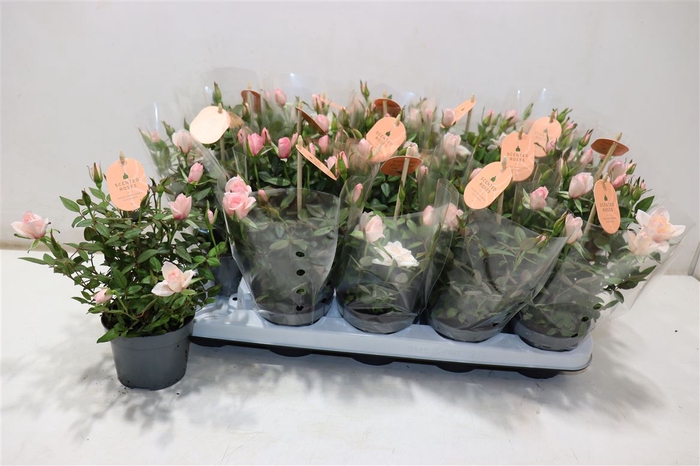 <h4>Ro Rosaroma Pink</h4>