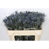 Eryngium Blue Dynamite