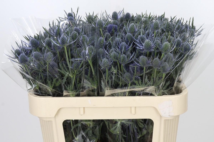 <h4>Eryngium Blue Dynamite</h4>