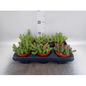 Crassula marnieriana