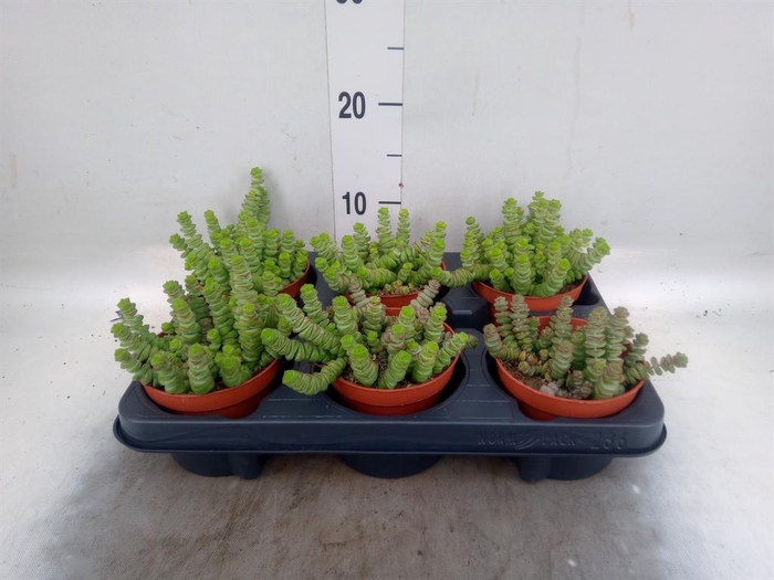 <h4>Crassula marnieriana</h4>