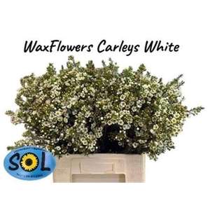 Chame Un Carlys Whit