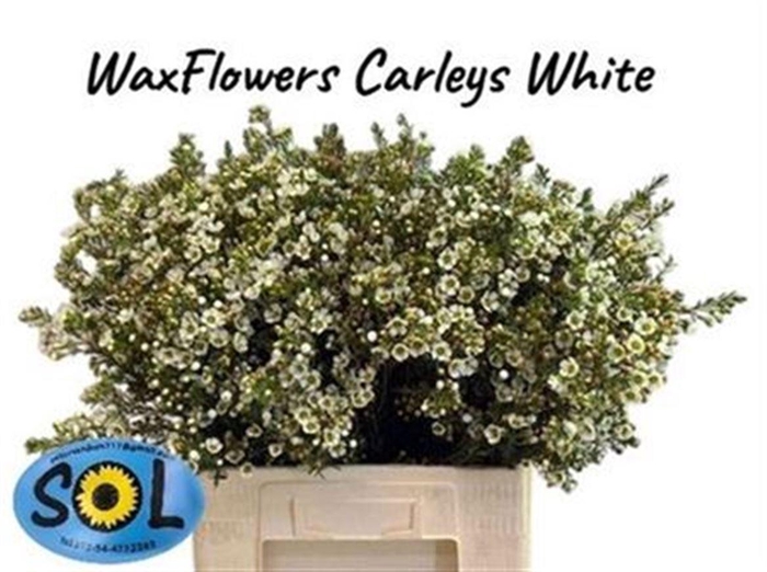 <h4>Chame Un Carlys Whit</h4>