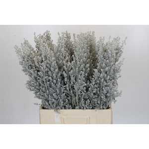 Kochia (Maireana Sedifolia)