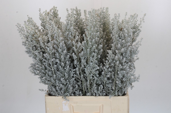 <h4>Kochia (Maireana Sedifolia)</h4>