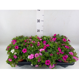 Calibrachoa  'Calipetite'   .mix /p