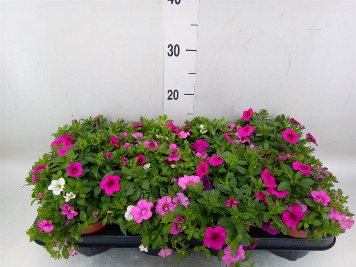 <h4>Calibrachoa  'Calipetite'   .mix /p</h4>
