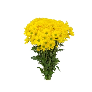 CRISANTEMO SANTINI CARIOCA 080 CM AMARELO
