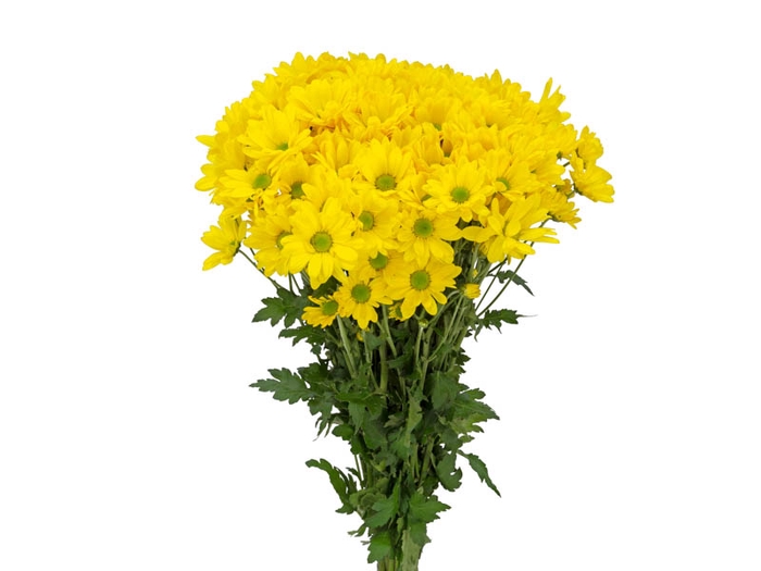 <h4>CRISANTEMO SANTINI CARIOCA 080 CM AMARELO</h4>