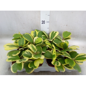 Hoya kerrii