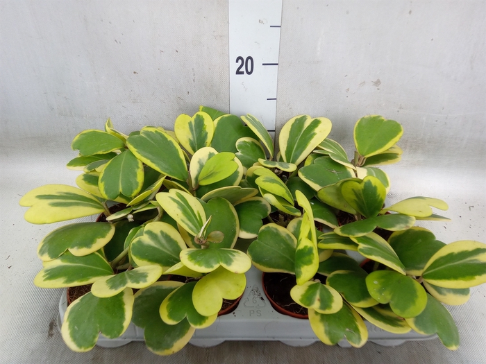 <h4>Hoya kerrii</h4>