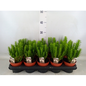 Opuntia