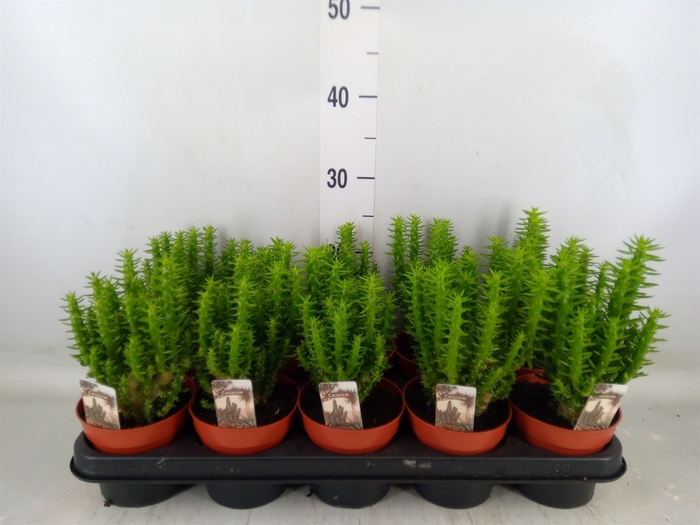 <h4>Opuntia</h4>