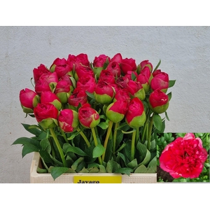 PAEO COM PERFORMANCE