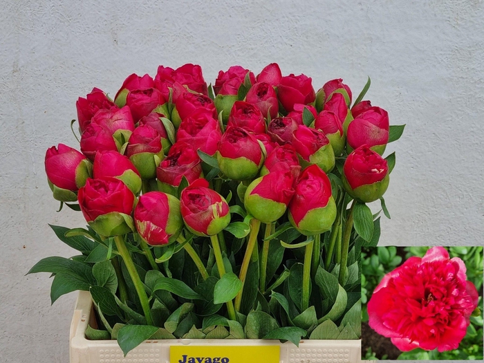 <h4>PAEO COM PERFORMANCE</h4>