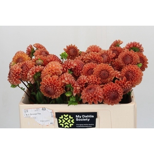 Dahlia BA 'Cornel Bronze'