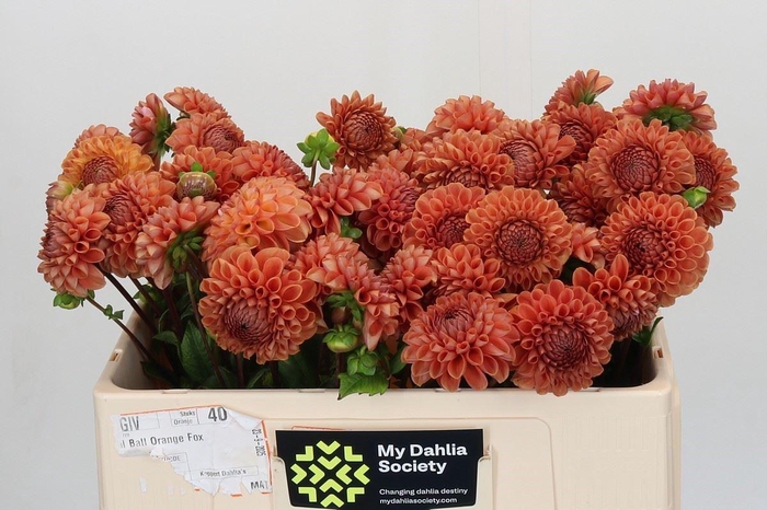 <h4>Dahlia BA 'Cornel Bronze'</h4>