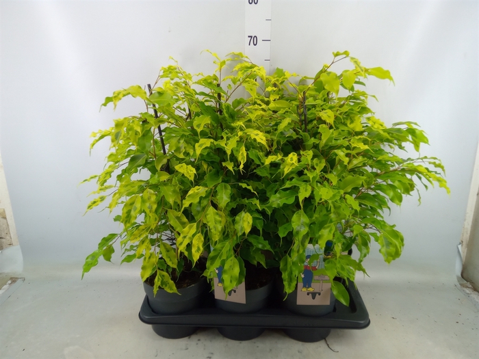 <h4>Ficus benja. 'Golden Monique'</h4>