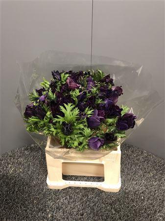 <h4>Anem Sup Magenta</h4>