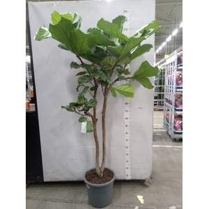 Ficus lyrata