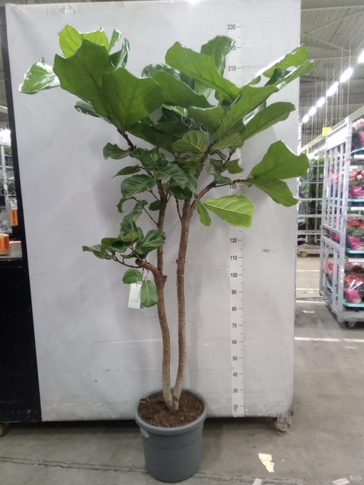 <h4>Ficus lyrata</h4>