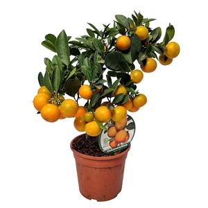 CITR MICROCARPA