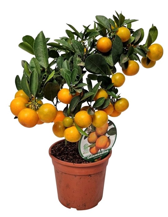 <h4>CITR MICROCARPA</h4>
