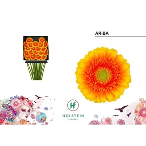 Germini Ariba Diamond Per Kaart