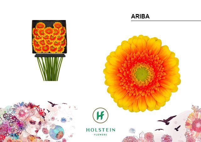 <h4>Germini Ariba Diamond Per Kaart</h4>