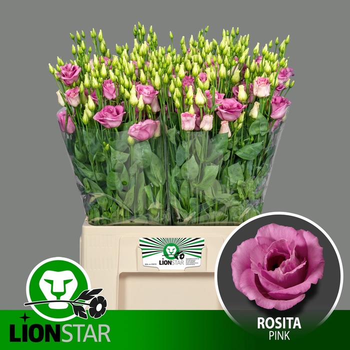 <h4>EUS G ROSI ROSE PINK</h4>