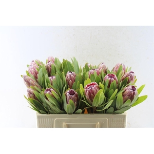 Protea Pink Ice