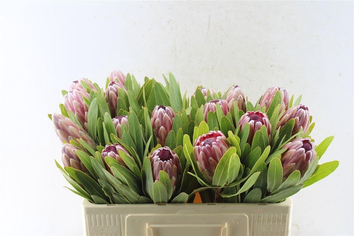 <h4>Protea Pink Ice</h4>