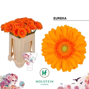 Gerbera Eureka Water