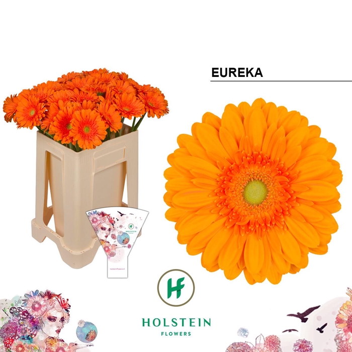 <h4>Gerbera Eureka Water</h4>