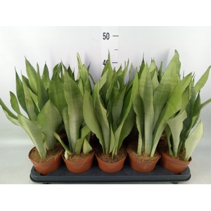 Sansevieria trifa. 'Moonshine'