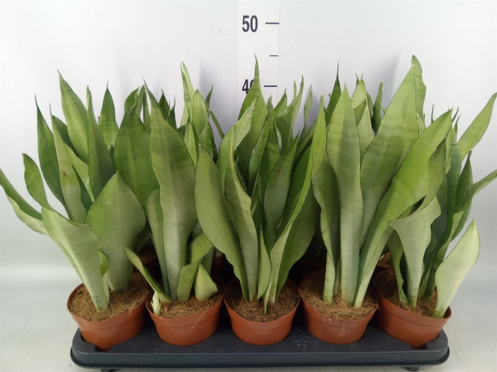 <h4>Sansevieria trifa. 'Moonshine'</h4>