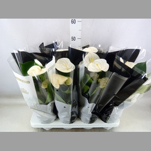 Anthurium andr. 'Alpine'