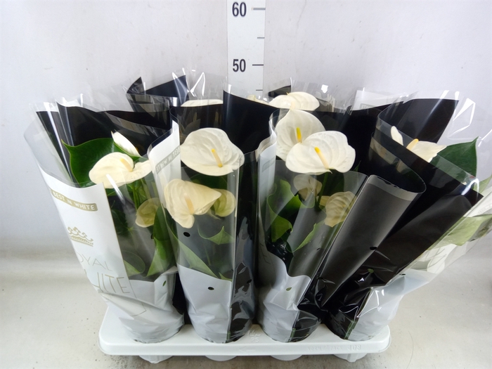 <h4>Anthurium andr. 'Alpine'</h4>