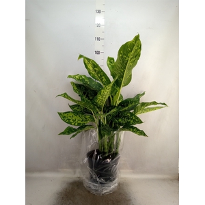 Dieffenbachia