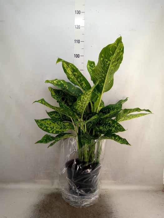 <h4>Dieffenbachia</h4>