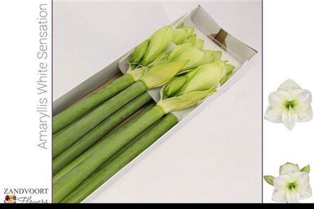 <h4>Hipp Ga Wh Sensation</h4>