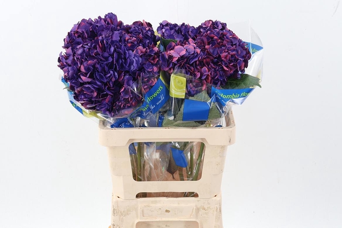 <h4>Hydr Amatista</h4>