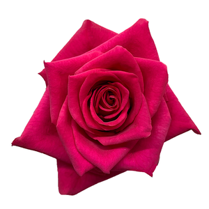 R GR HOT EXPLORER Naranjo