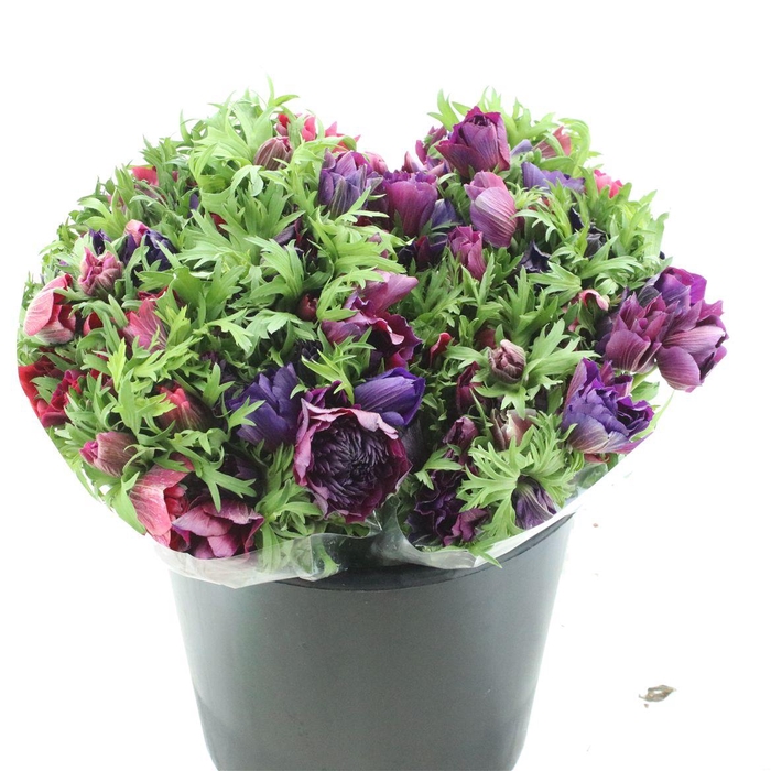 <h4>Anem Mistral Sr Magenta Extra</h4>